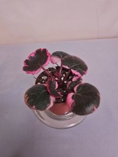 Saxifraga stolonifera tricolor for sale  Niagara Falls