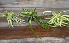 Spider plants live for sale  Sacramento