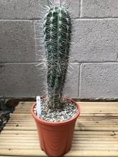 Large pachycereus pringlei for sale  COLWYN BAY
