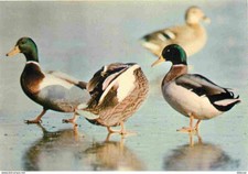Animaux oiseaux canards d'occasion  Fruges
