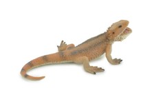 Lizard bearded dragon d'occasion  Expédié en Belgium