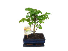 Birke freiland bonsai gebraucht kaufen  Schwarzenfeld