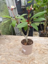 Plumeria rubra for sale  MALDON