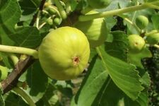 Pianta fico dottato usato  Italia
