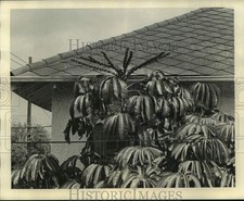 1975 press photo d'occasion  Expédié en Belgium