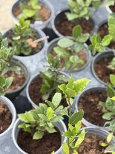 Bay leaf sweet for sale  New Orleans