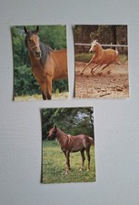 Pferdepostkarten araber palomi gebraucht kaufen  Hörstel