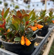 Black goldfish plant for sale  Covina