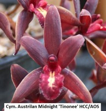 Orchids cymbidium australian for sale  Walnut