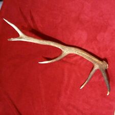 Red deer antler for sale  PITLOCHRY