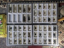 Real life bugs for sale  SHEFFIELD
