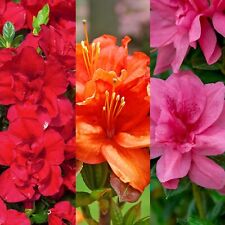 Japanese azalea plants for sale  GLASGOW