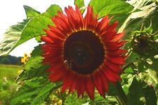 Girasole crimson queen usato  Trappeto