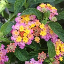 Lantana pinky live for sale  Old Town