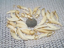 Lot coyote tooth for sale  Tucson