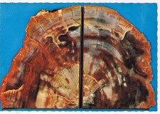Arizona postcard petrified d'occasion  Expédié en Belgium