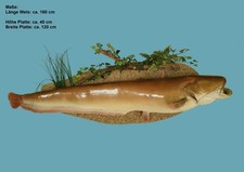 Tierpräparat fisch wels gebraucht kaufen  Erkenbrechtsweiler