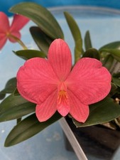 Sophronitis wild fire for sale  San Francisco