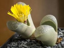 Lithops helmutii viable for sale Lithops helmutii viable for sale  FRESHWATER