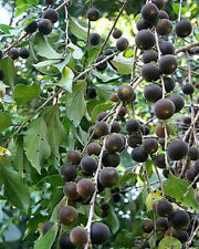 Dovyalis hebecarpa bacche usato  Spedire a Italy