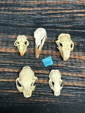 Real lot animal for sale  Java