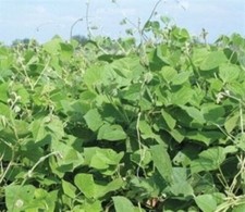 Seed ranch lablab for sale  Odessa