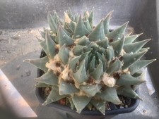 Ariocarpus astrophytum aztekiu d'occasion  Corbigny