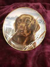 Chestnut colour labrador for sale  FARINGDON