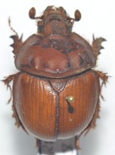 Entomologie coléoptères bolb d'occasion  Marcq-en-Barœul