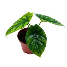 Bubbleblooms alocasia mirror for sale  Apopka
