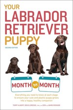 Labrador retriever puppy for sale  Arlington