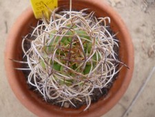 Eriosyce ihotzkyanae cactus d'occasion  Saint-Didier-sur-Chalaronne