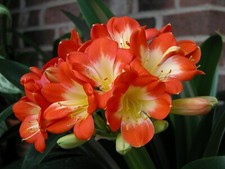 Live clivia miniata for sale  Fairfax Station