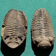 Bolivia devonian trilobite d'occasion  Expédié en Belgium