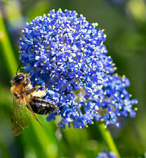 Ceanothus gloriosus point for sale  Albany