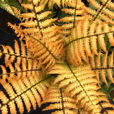Fern jurassic gold for sale  LLANDYSUL