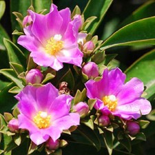 Pereskia grandifolia rare for sale  Shipping to United Kingdom