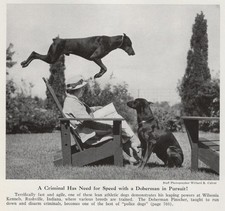 Doberman pinscher pursuit for sale  Tampa