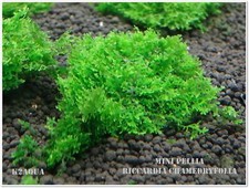 Mini pelia riccardia for sale  HOUNSLOW