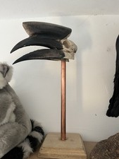 Hornbill skull for sale  WOODFORD GREEN