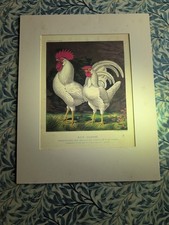 Cassell poultry book for sale Cassell poultry book for sale  CHURCH STRETTON