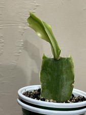 christmas cactus for sale  Brookfield