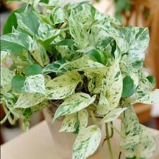 Pothos ivy combo for sale  Garden Grove