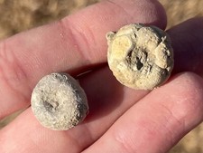 Alabama fossil crinoid for sale  Coppell