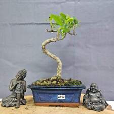 Clearance ficus microcarpa for sale  LEEDS