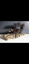 Taxidermy skunk for sale  LANARK