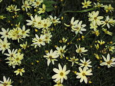 Coreopsis verticillata moonbea for sale  CRANBROOK