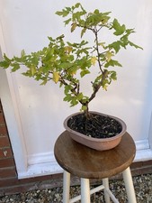 Bonsai tree for sale  SOUTH SHIELDS