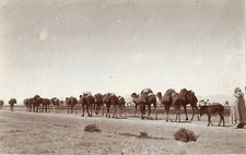 Algeria.the desert caravan.pho d'occasion  Expédié en Belgium