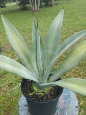 Blue agave americana for sale  Homosassa